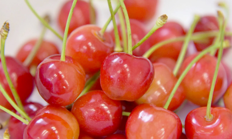 Trái cherry nóng hay mát theo Đông y?