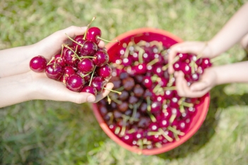 Trái cherry nóng hay mát theo Đông y? - PHONG THỦY